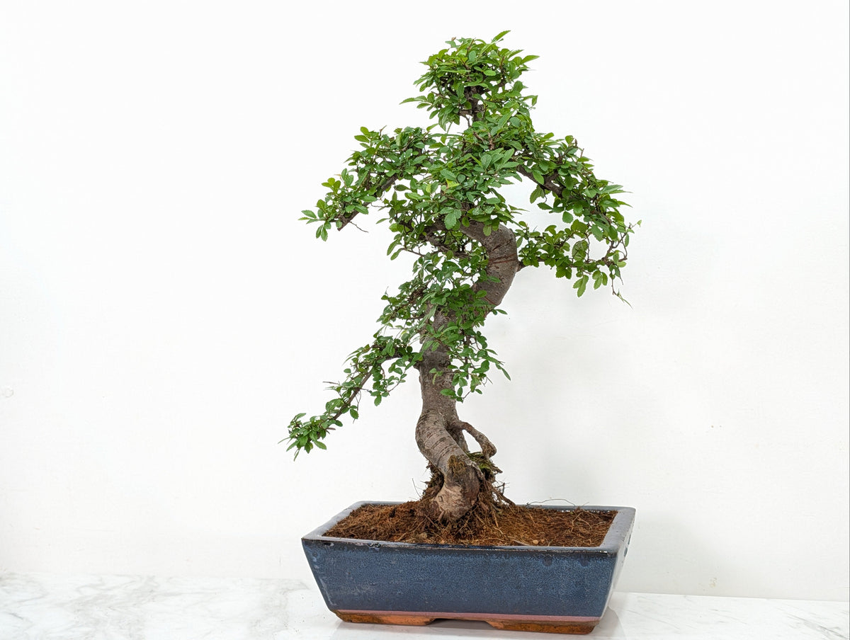 Large Chinese Elm Bonsai in 30cm Blue Ceramic Pot