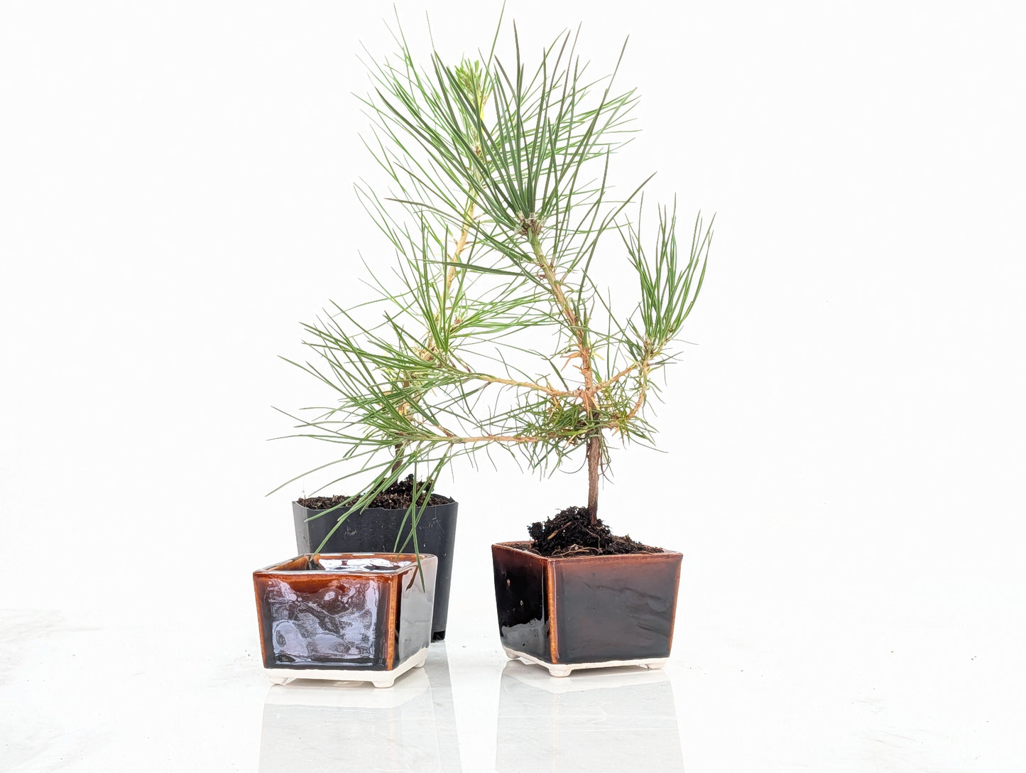 Japanese Black Pine - Bonsai Starter  Bundle