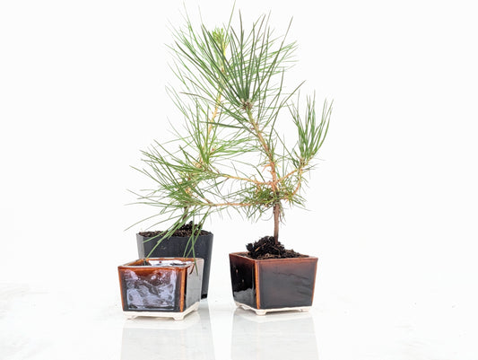 Japanese Black Pine - Bonsai Starter  Bundle