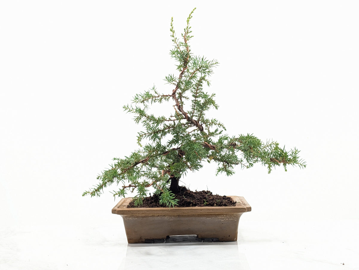Juniper -Juniperus communis - Bonsai  - 20.5cm Topaz Large Rimmed Dish