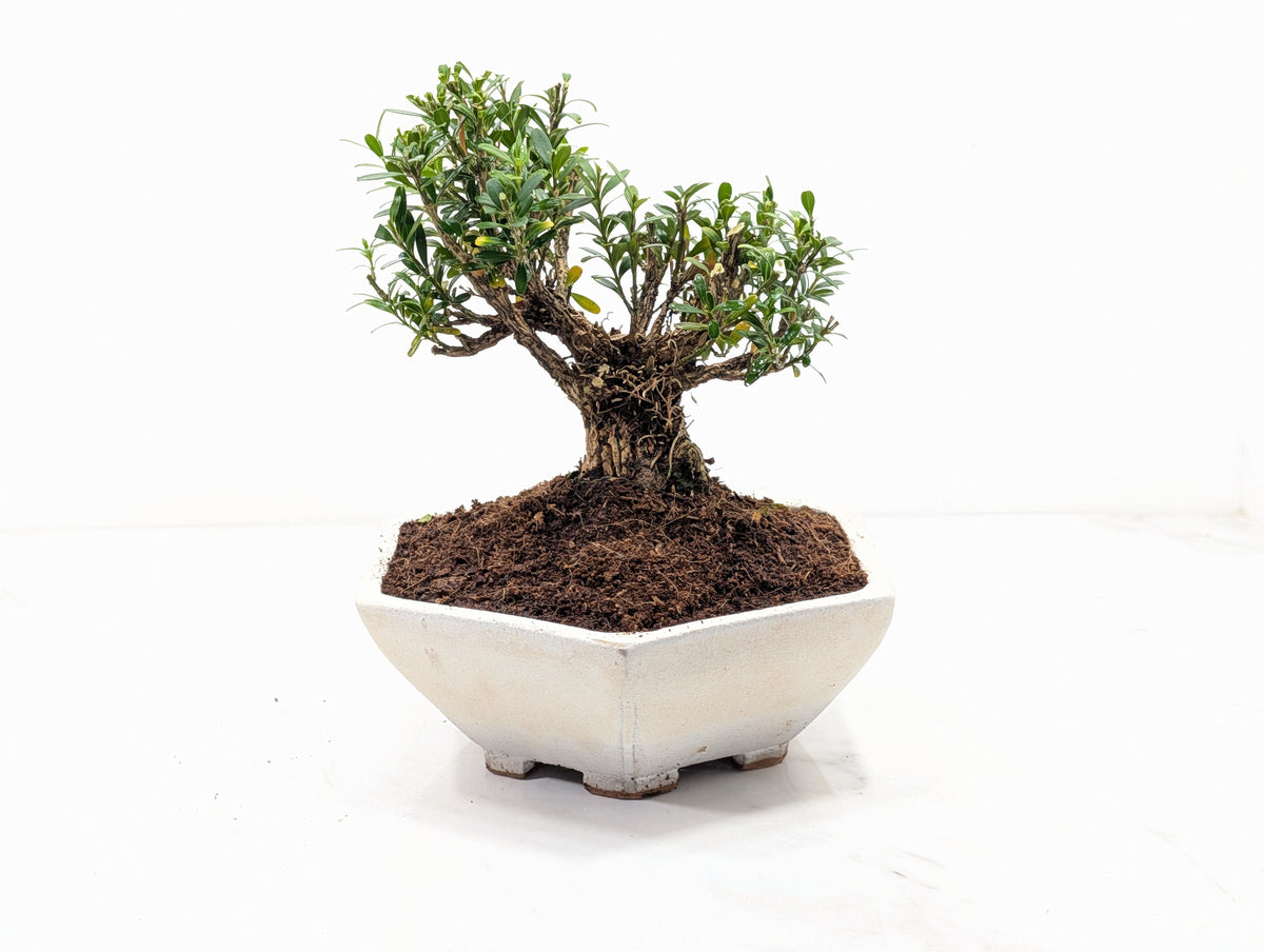 Chinese Box  Bonsai - Buxus  - 17cm Hexagon Dish