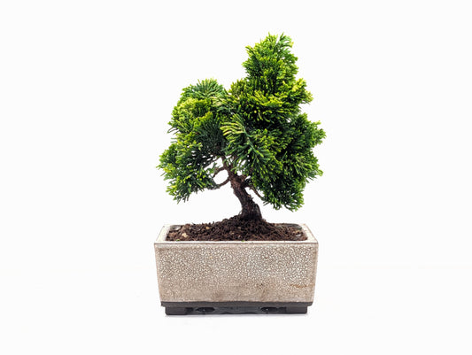 Hinoki Cypress Bonsai