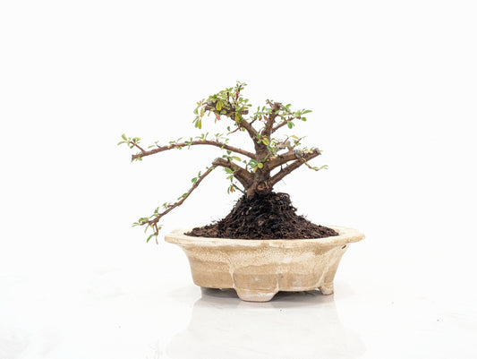 Cotoneaster Bonsai Starter Tree