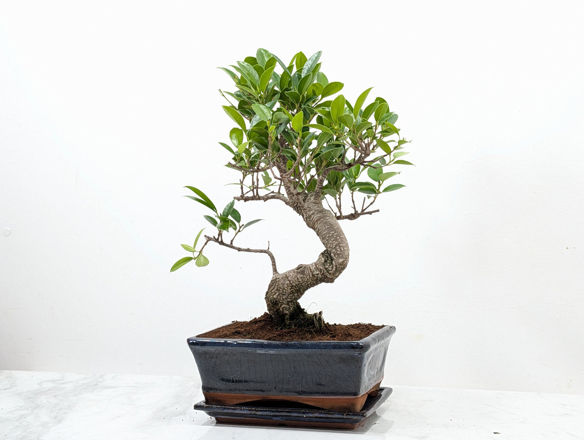 Banyan Fig Bonsai -20cm Navy Pot