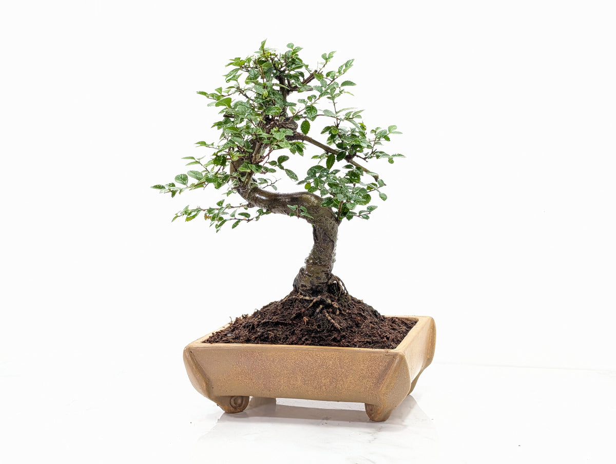 Chinese Elm Bonsai and Care Kit in 22cm Topaz Ceramic Dish