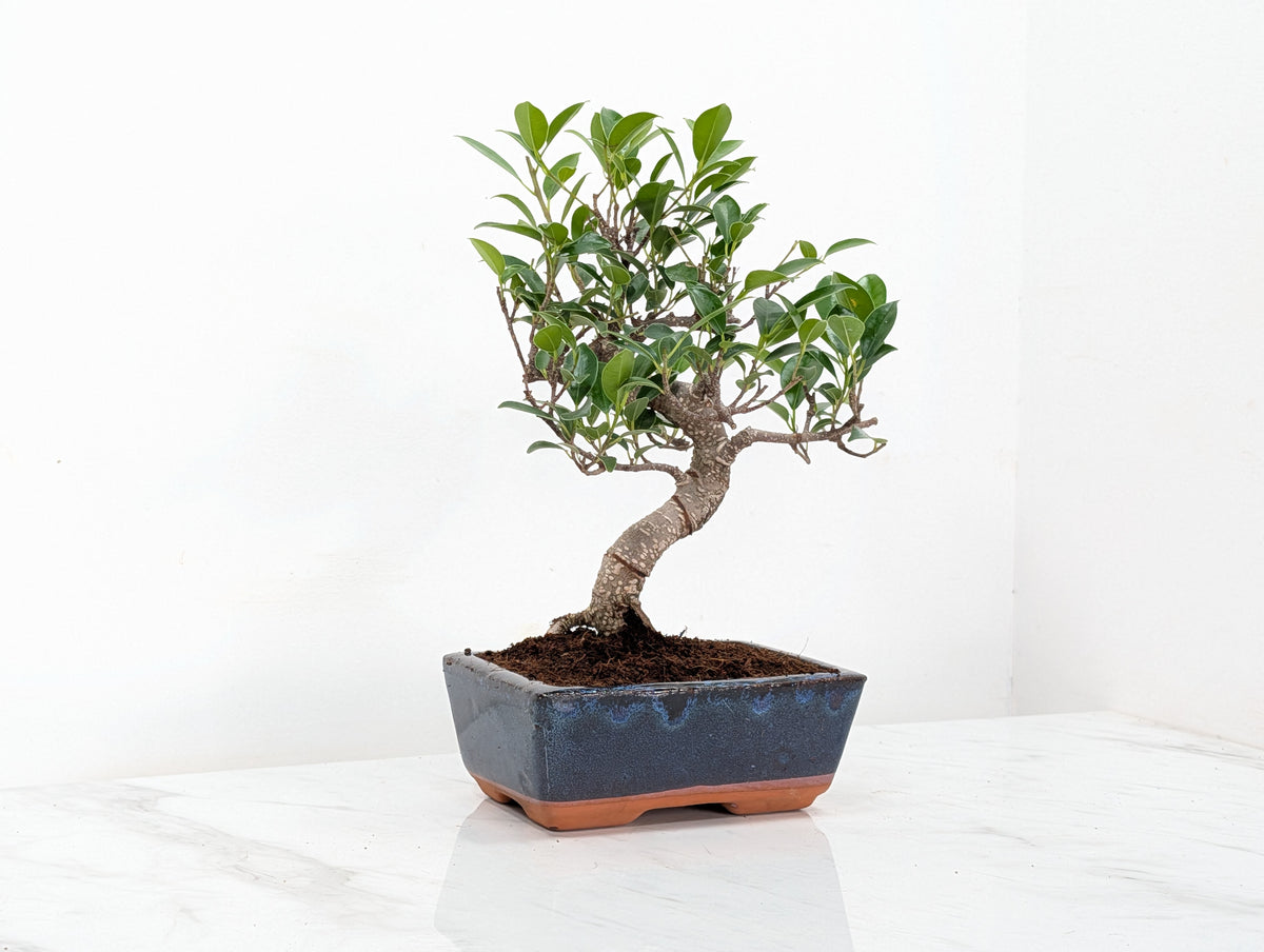 Banyan Fig Bonsai -15cm Navy Pot