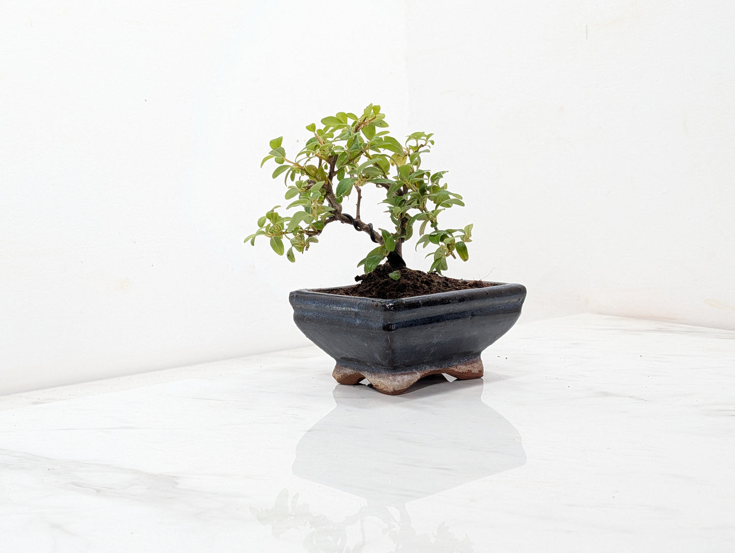 Cotoneaster Bonsai Starter Tree