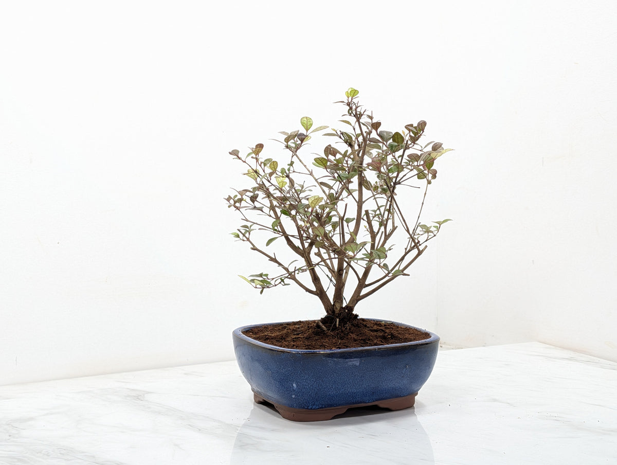 New Zealand Myrtle Bonsai