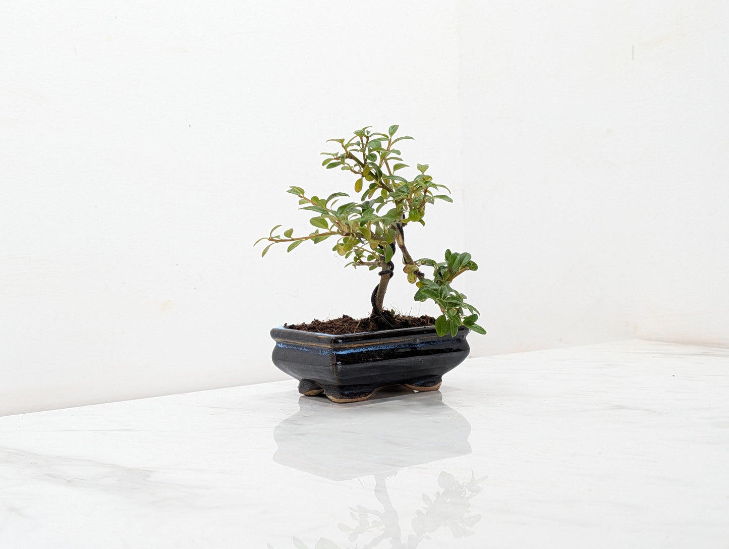 Cotoneaster Bonsai Starter Tree