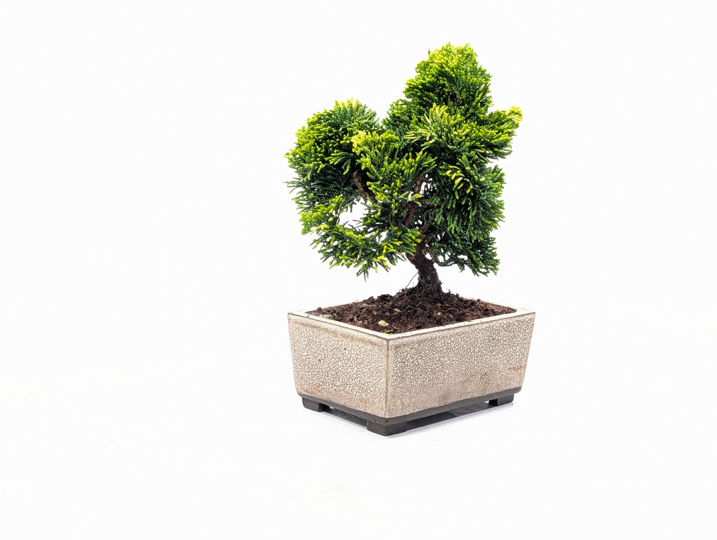 Hinoki Cypress Bonsai
