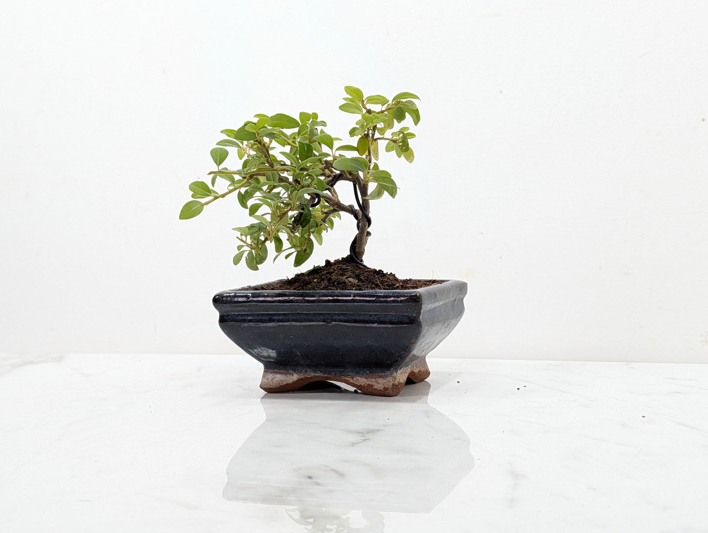 Cotoneaster Bonsai Starter Tree