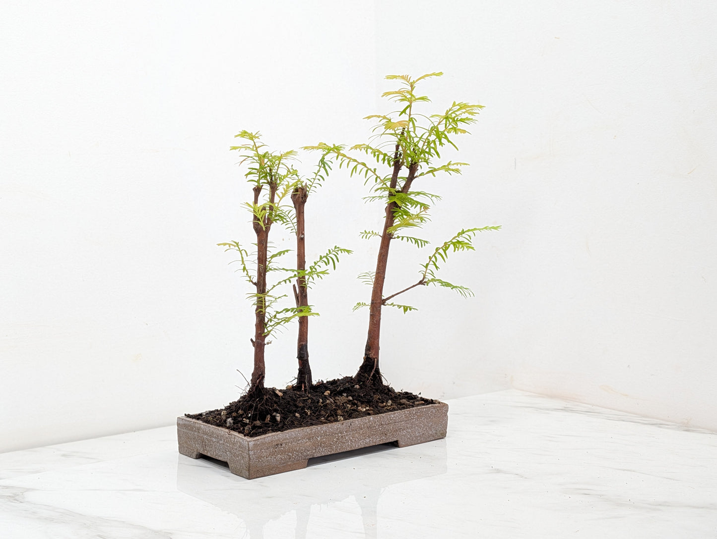 Dawn Redwood Bonsai 3 Tree Group