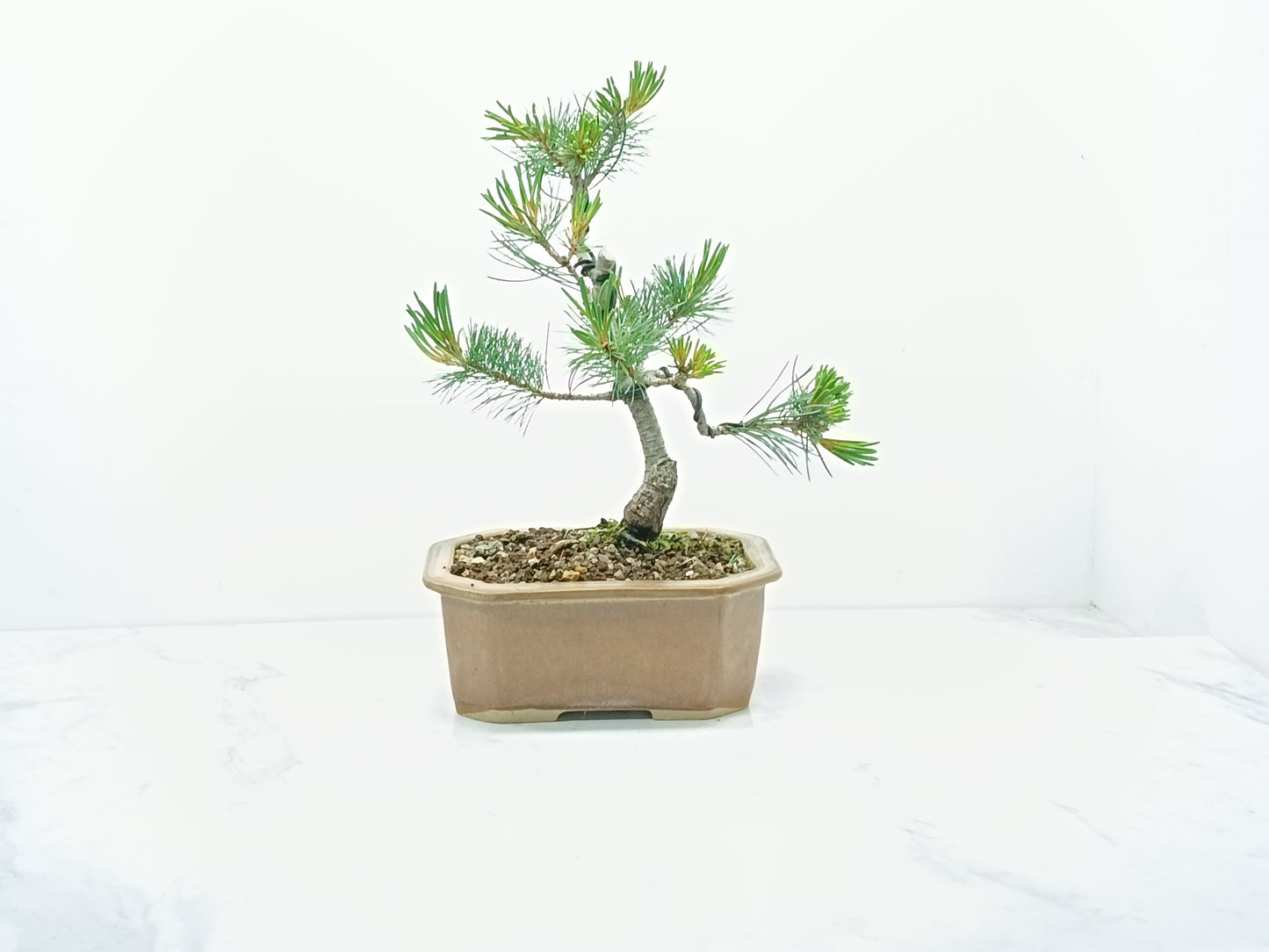 Japanese White Pine Bonsai