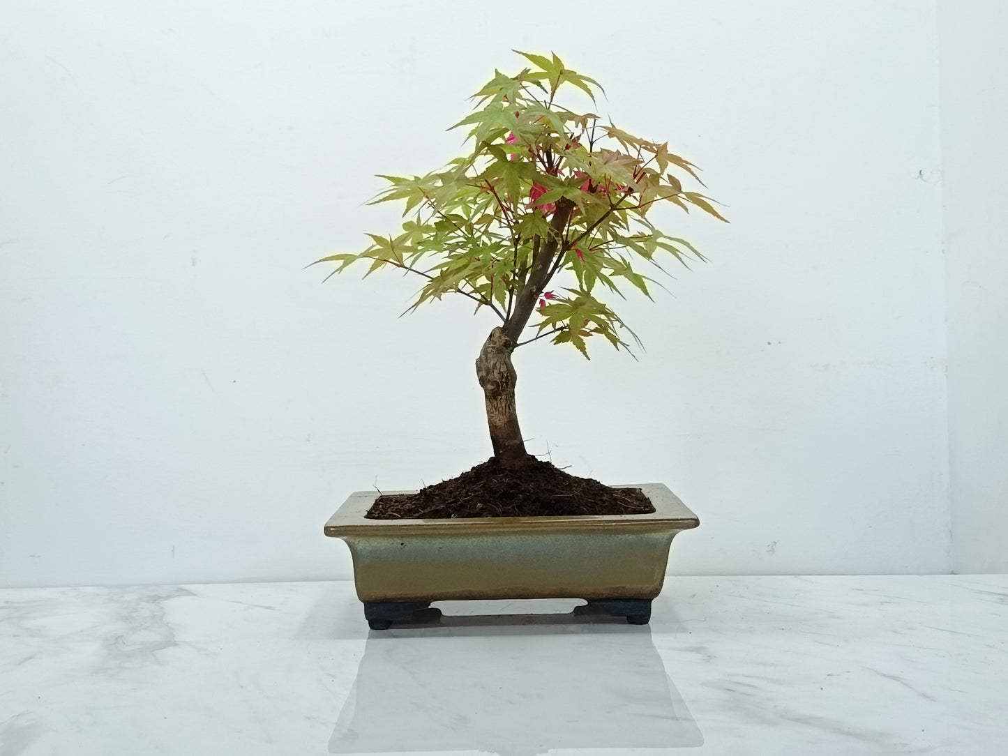 Deshojo Japanese Maple Bonsai & Care Kit