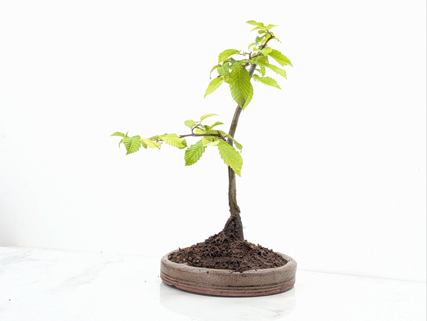 Hornbeam  Bonsai in 19cm Nanban Pot