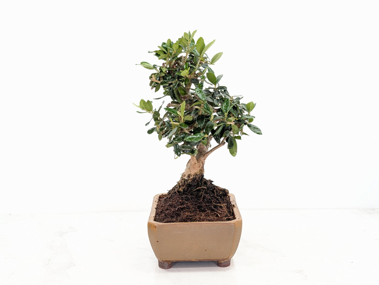 Dwarf Olive  Bonsai