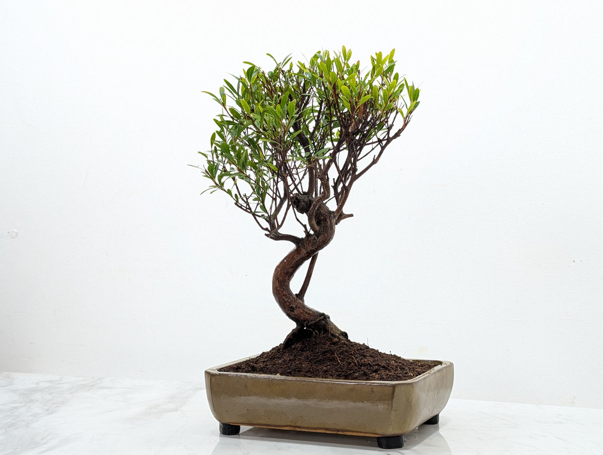 Chinese Myrtle Bonsai  S Trunk - 21cm Tundra Ceramic Pot & Care Kit