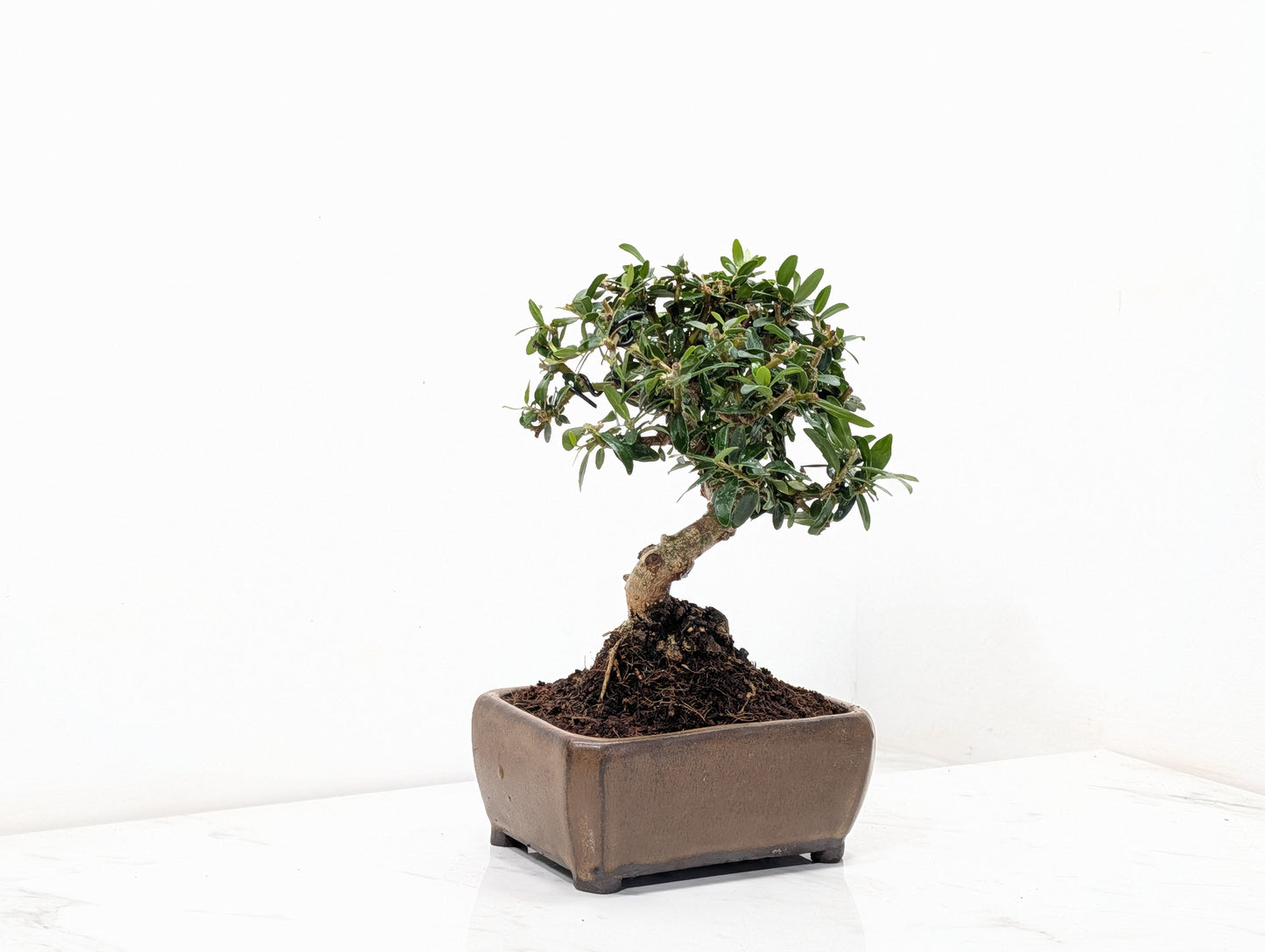 Dwarf Olive  Bonsai