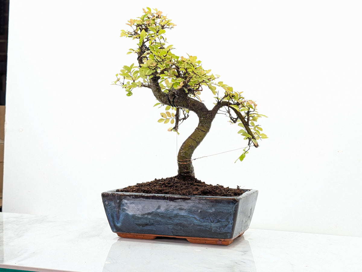 Chinese Elm Bonsai and Care Kit in 25cm Navy Ceramic Pot