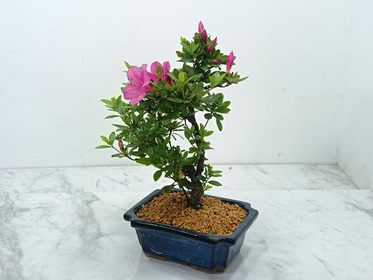 Satsuki Azalea Bonsai & Care Kit