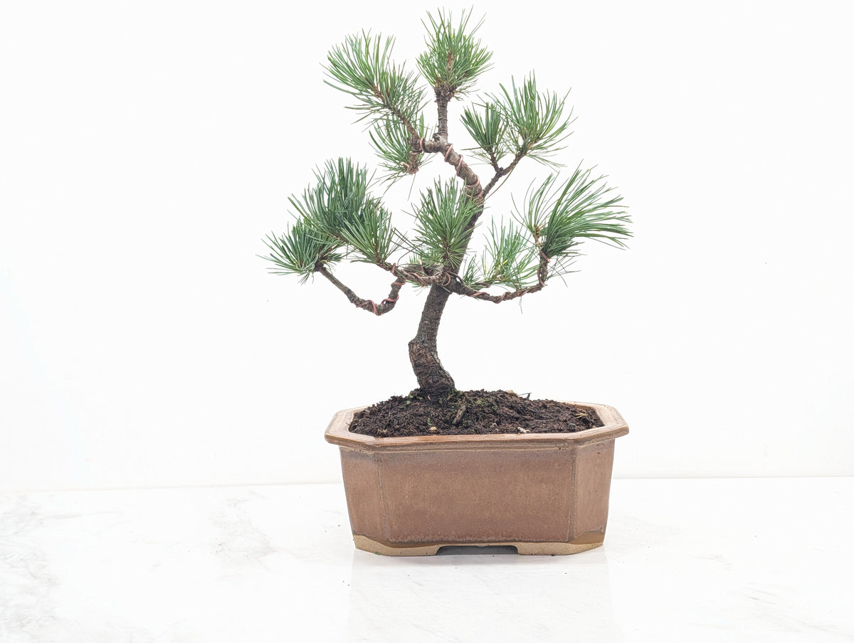 Japanese White Pine Bonsai