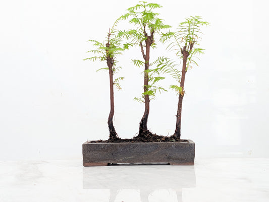 Dawn Redwood Bonsai 3 Tree Group
