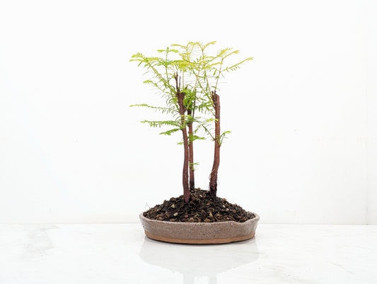 Dawn Redwood Bonsai 3 Tree Group