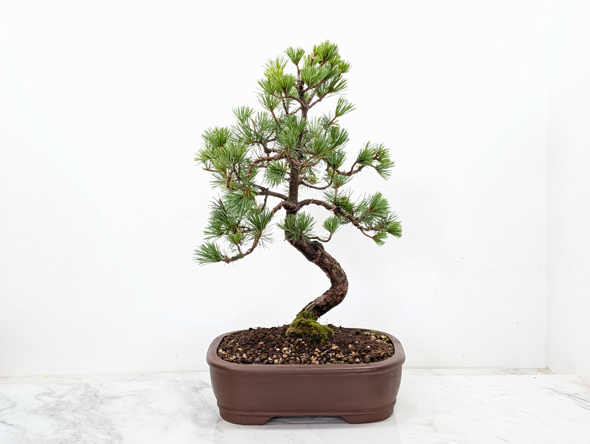 Japanese White Pine Bonsai
