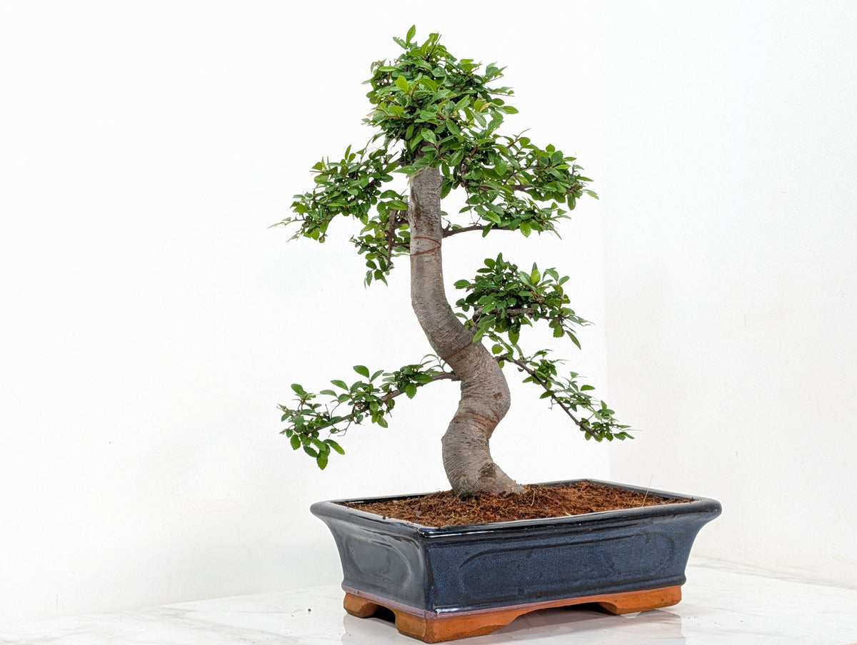 Large Chinese Elm Bonsai in 30cm Blue Ceramic Pot