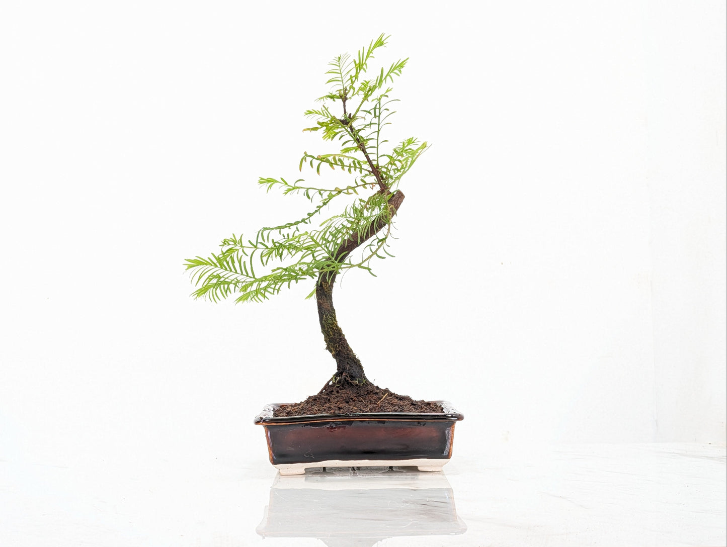 Dawn Redwood Bonsai Starter Tree