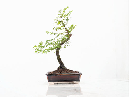 Dawn Redwood Bonsai Starter Tree