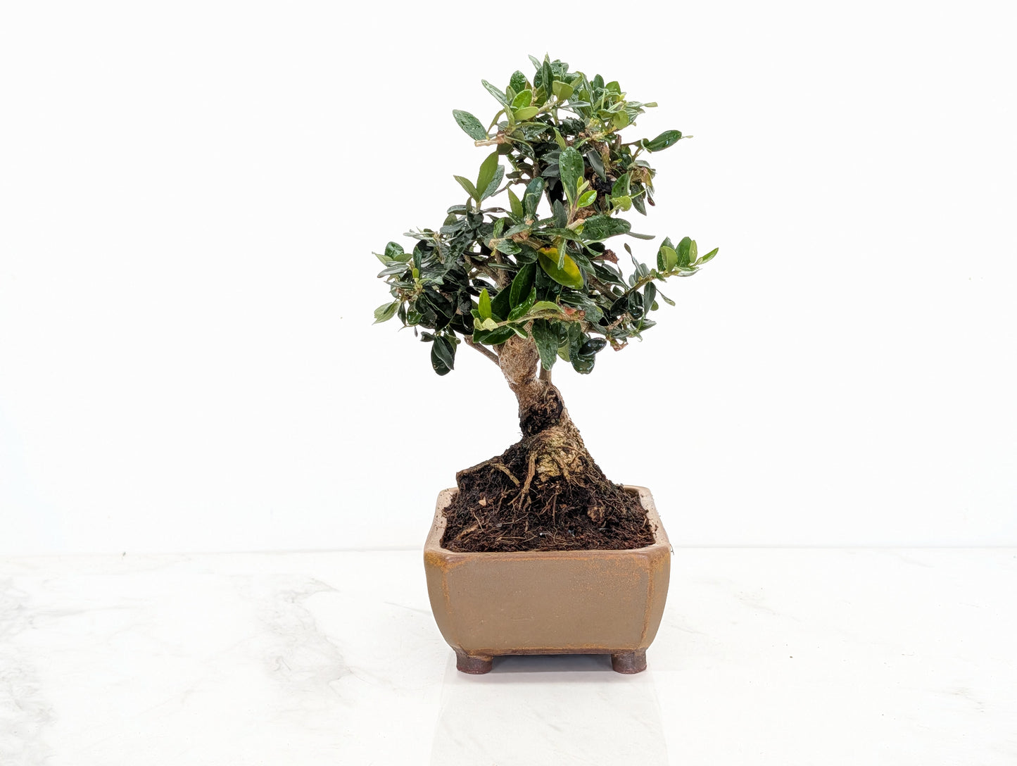 Dwarf Olive  Bonsai