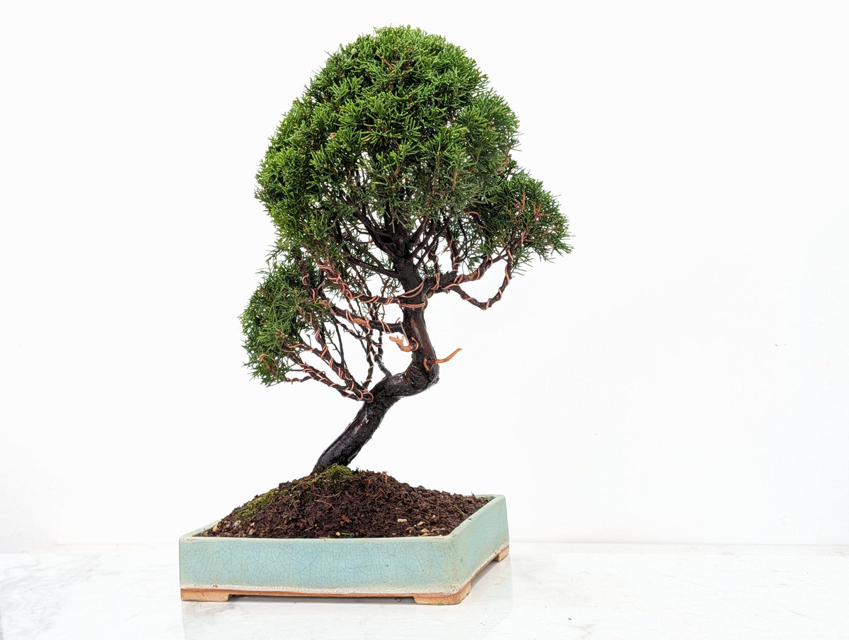 Juniper - Japanese Imported Bonsai