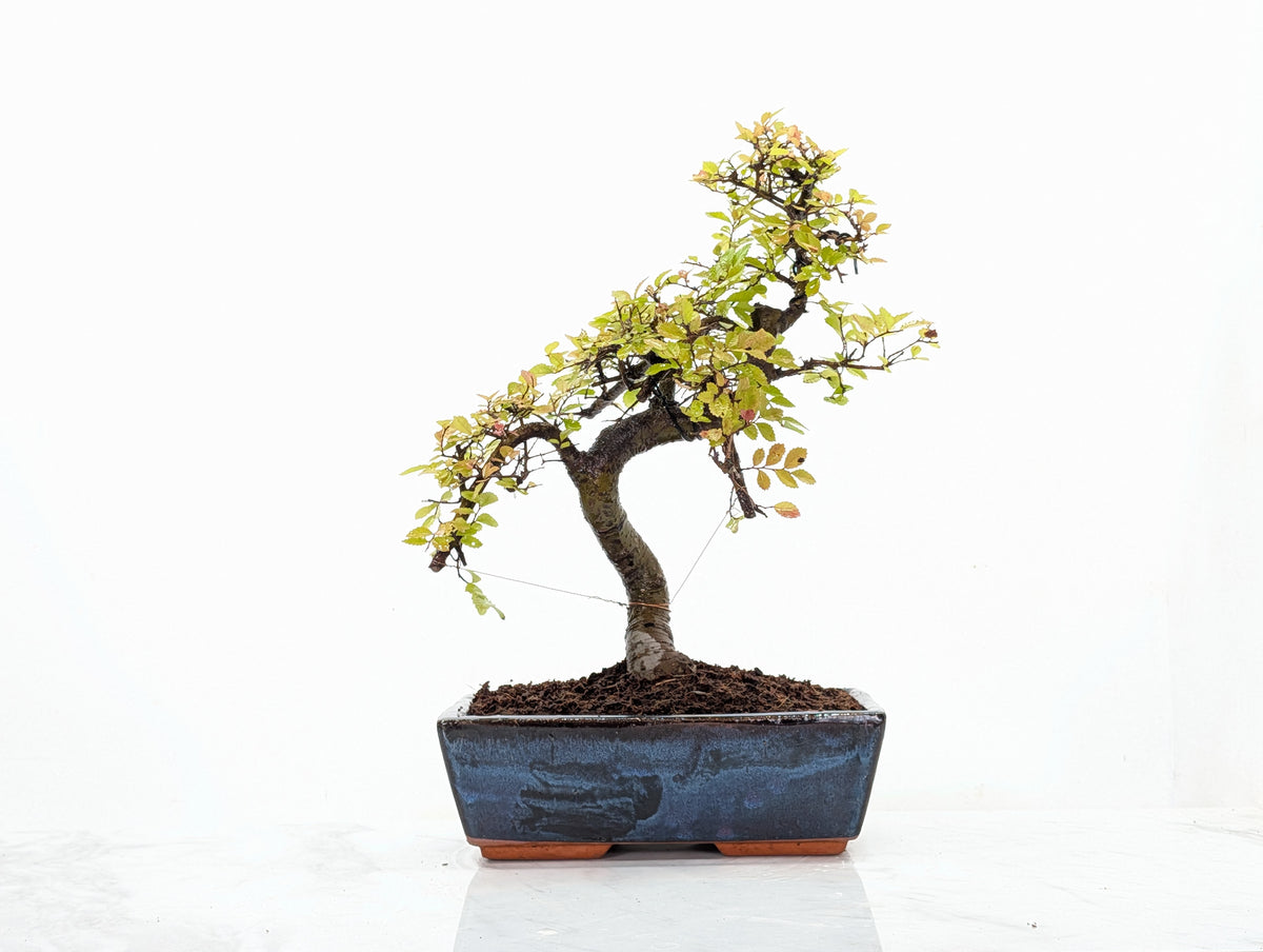 Chinese Elm Bonsai and Care Kit in 25cm Navy Ceramic Pot