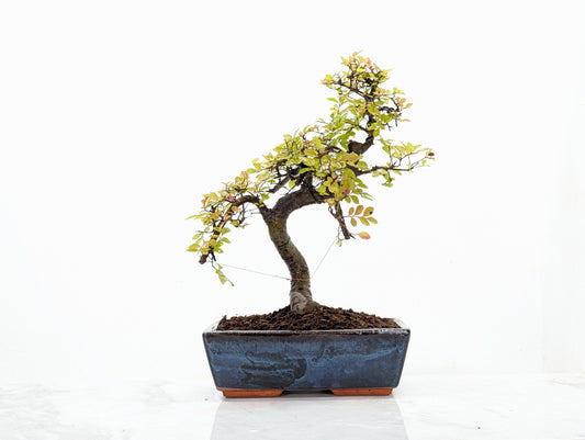 Chinese Elm Bonsai and Care Kit in 25cm Navy Ceramic Pot