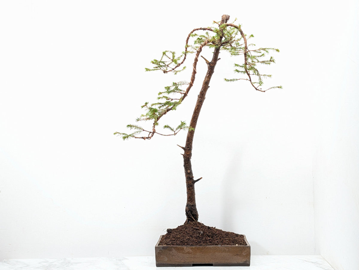 Spruce Bonsai - 25cm Venus Brown Ceramic