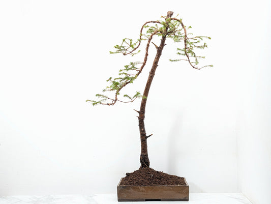Spruce Bonsai - 25cm Venus Brown Ceramic