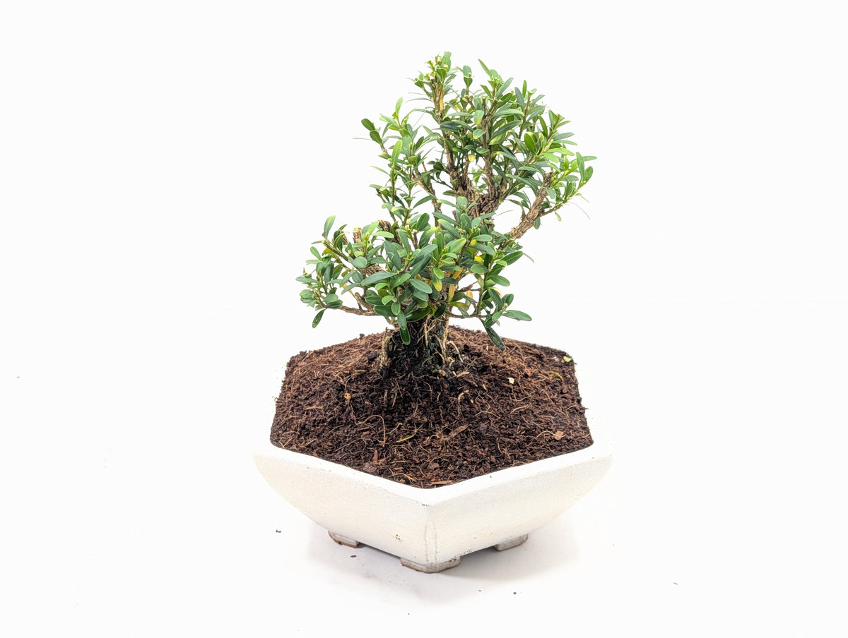Chinese Box  Bonsai - Buxus  - 17cm Hexagon Dish