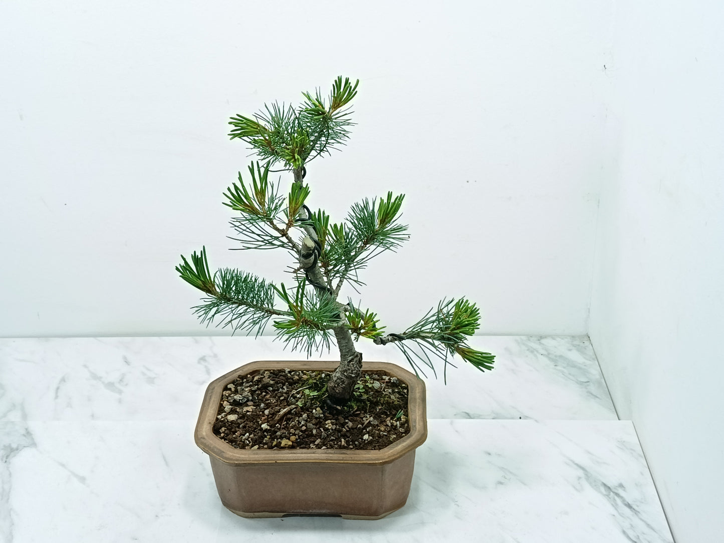 Japanese White Pine Bonsai
