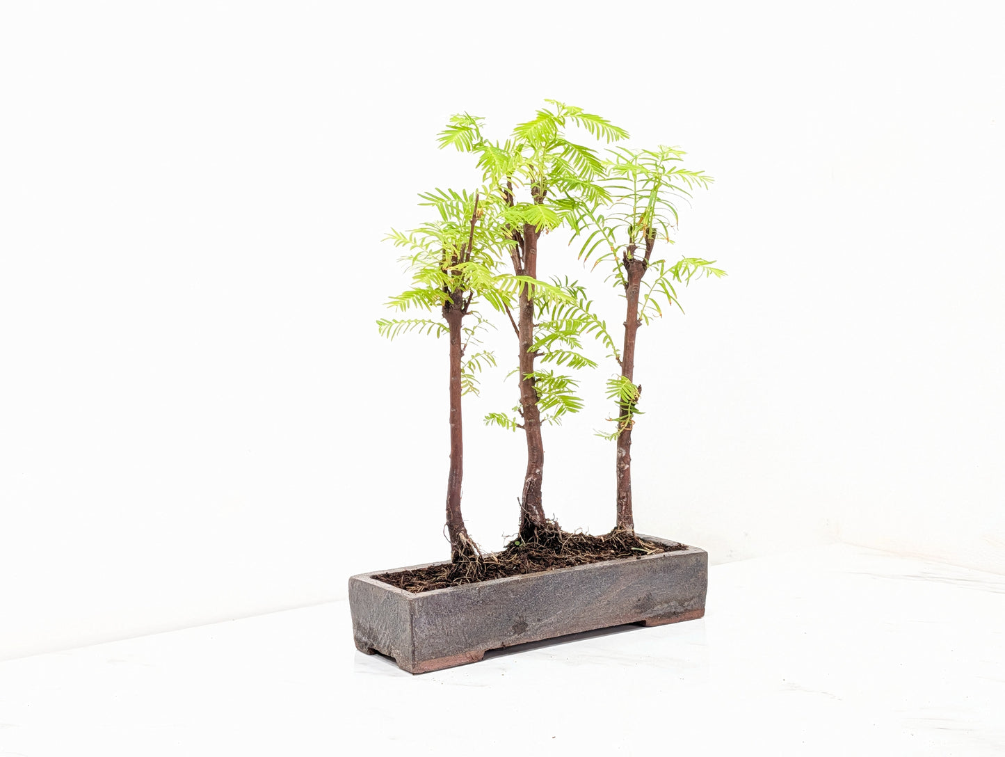 Dawn Redwood Bonsai 3 Tree Group