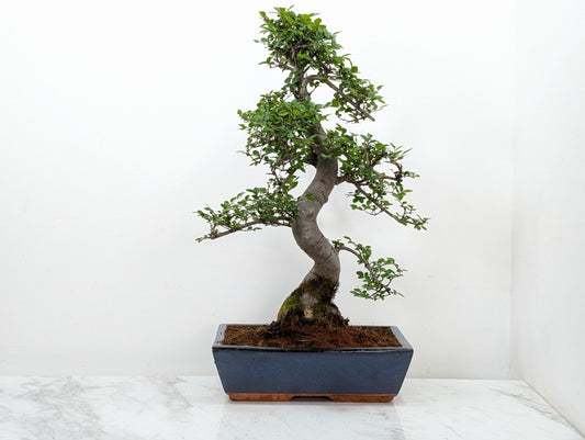 Large Chinese Elm Bonsai in 30cm Blue Ceramic Pot
