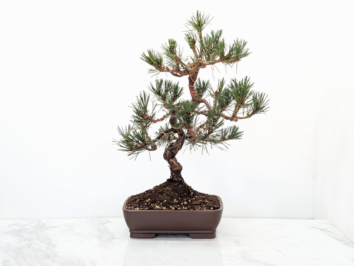 Japanese Black Pine Bonsai
