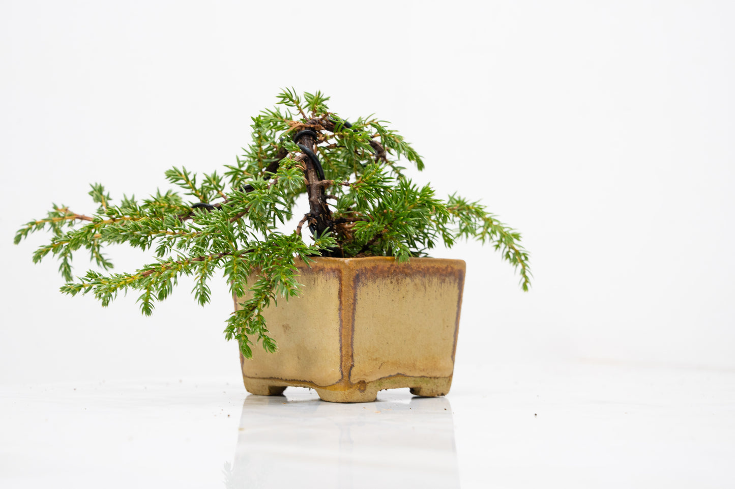Juniper -Juniperus - Bonsai Starter