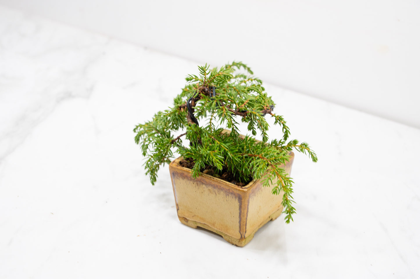 Juniper -Juniperus - Bonsai Starter