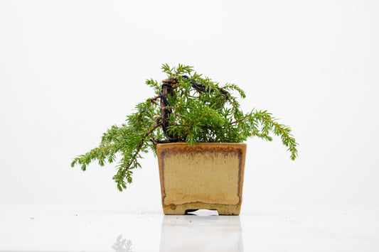 Juniper -Juniperus - Bonsai Starter