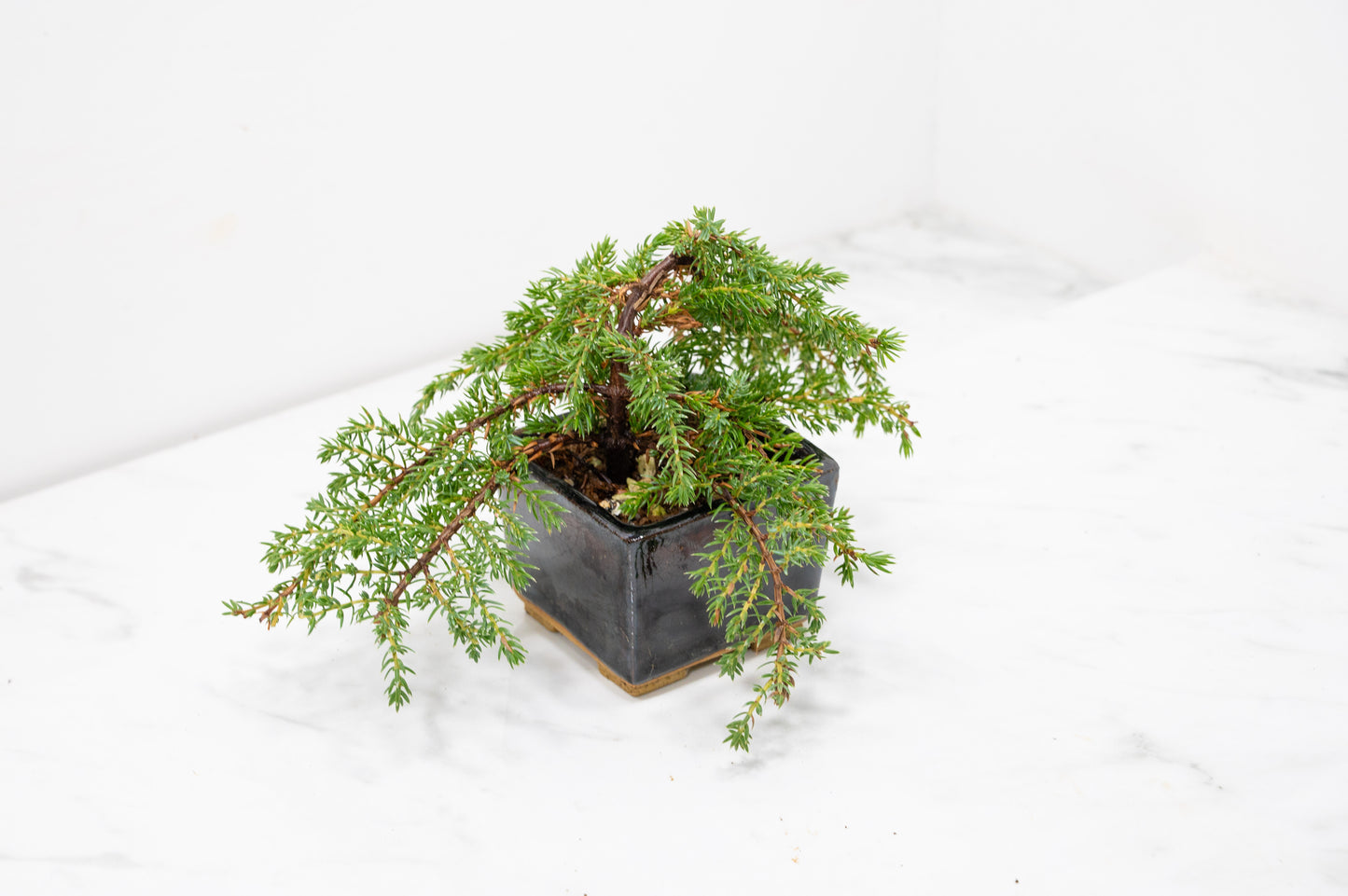 Juniper -Juniperus - Bonsai Starter