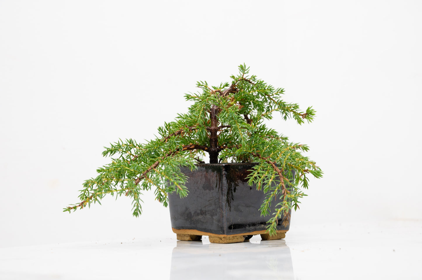 Juniper -Juniperus - Bonsai Starter