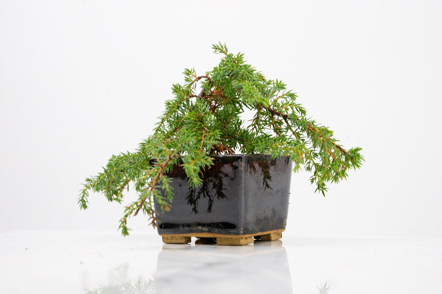 Juniper -Juniperus - Bonsai Starter