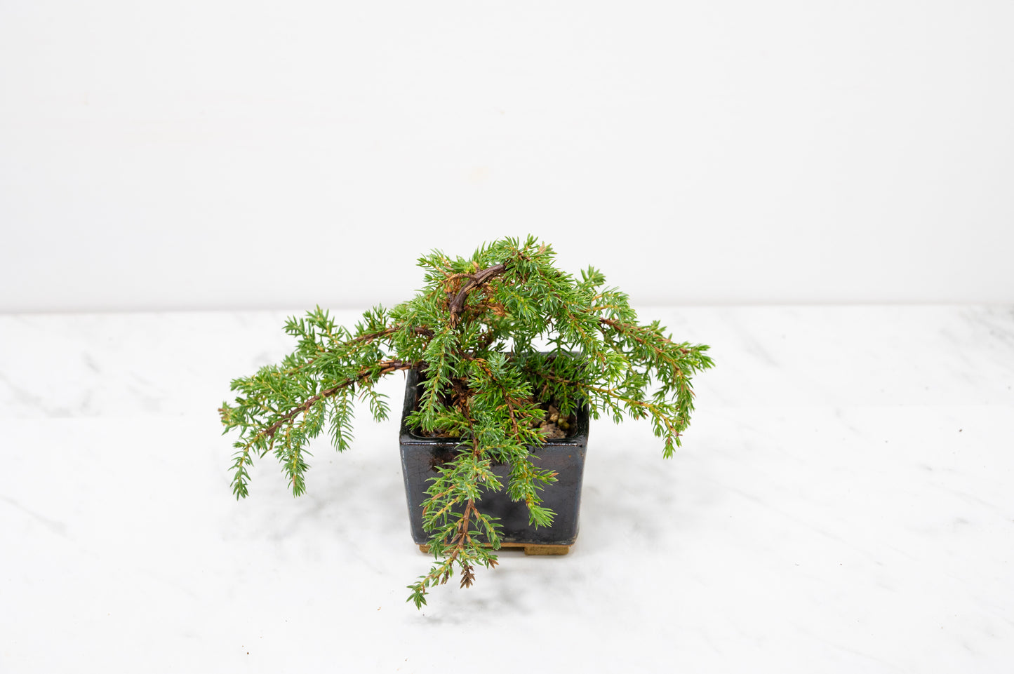 Juniper -Juniperus - Bonsai Starter