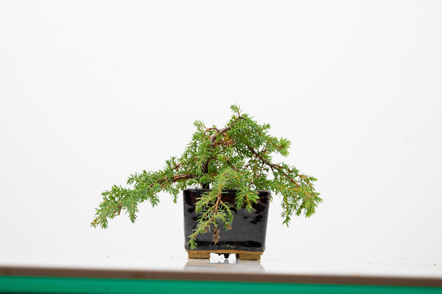 Juniper -Juniperus - Bonsai Starter